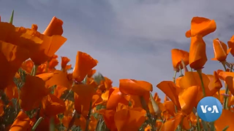 Big Rains Create Massive Poppy Bloom in California