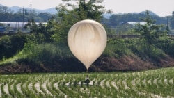 Sebuah balon yang diduga dikirim oleh Korea Utara, membawa berbagai benda termasuk yang tampaknya adalah sampah dan kotoran, mendarat di sebuah ladang padi di Cheorwon, Korea Selatan, pada 29 Mei 2024. (Yonhap via Reuters)