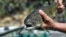 FILE - This August 2017 photo provided by the US Fish and Wildlife Service shows a winter-run chinook salmon.
