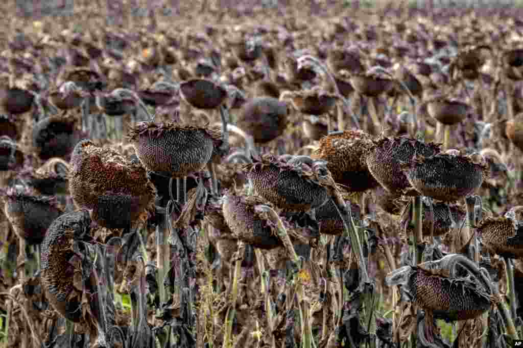 Withered sunflowers are seen in a field in the outskirts of Frankfurt, Germany. (AP Photo/Michael Probst)