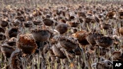 Withered sunflowers are seen in a field in the outskirts of Frankfurt, Germany. (AP Photo/Michael Probst)