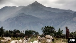 Mfugaji wa kabila la Karamojong akichunga mbele ya Mlima Moroto huko Uganda jirani na mpaka wa Kenya. Picha na Luis TATO / FAO / AFP. 