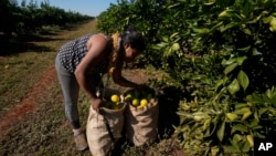 A worker harvests oranges on a farm in Mogi Guacu, Brazil, June 13, 2024.