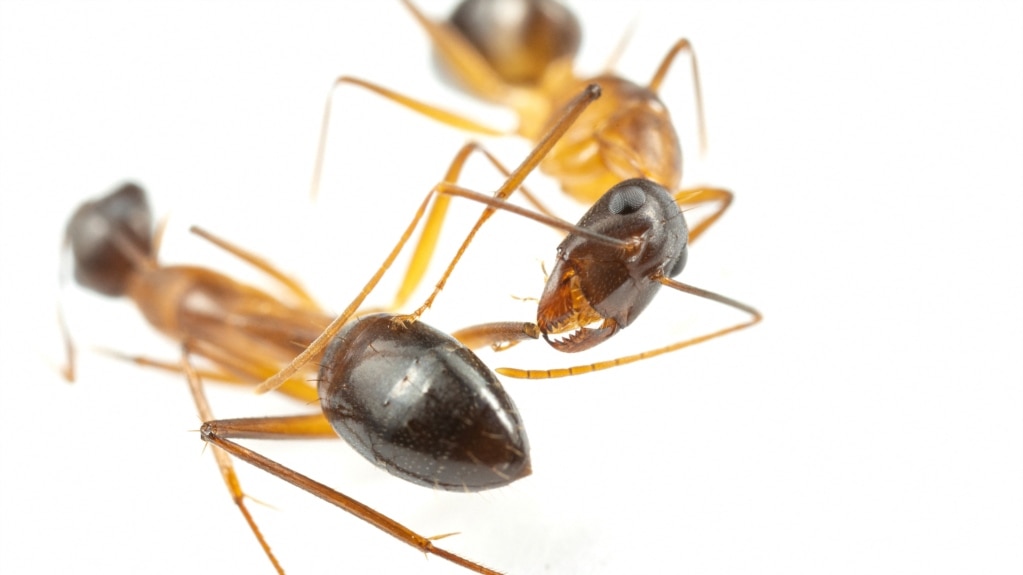 Ants Can Perform Amputations to Save Lives