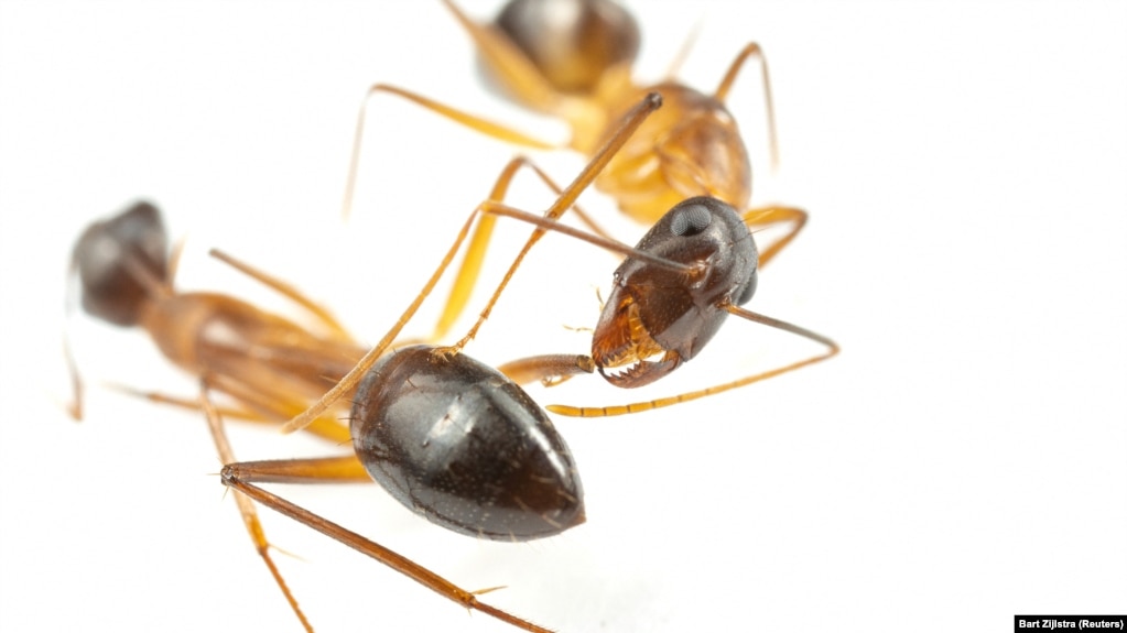 Two carpenter ants are seen in a laboratory at the University of Lausanne. The ant on the right is caring for the leg wound of the other. (Bart Zijlstra/Handout via REUTERS)