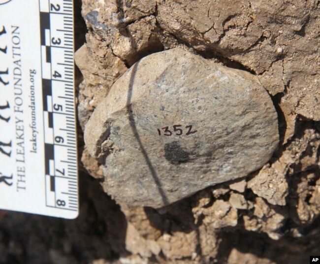 This photo provided by the Homa Peninsula Paleoanthropology Project shows an Oldowan flake at the Nyayanga site in southwestern Kenya in 2017. (T.W. Plummer/Homa Peninsula Paleoanthropology Project via AP)