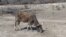 Gwanda North drought situation