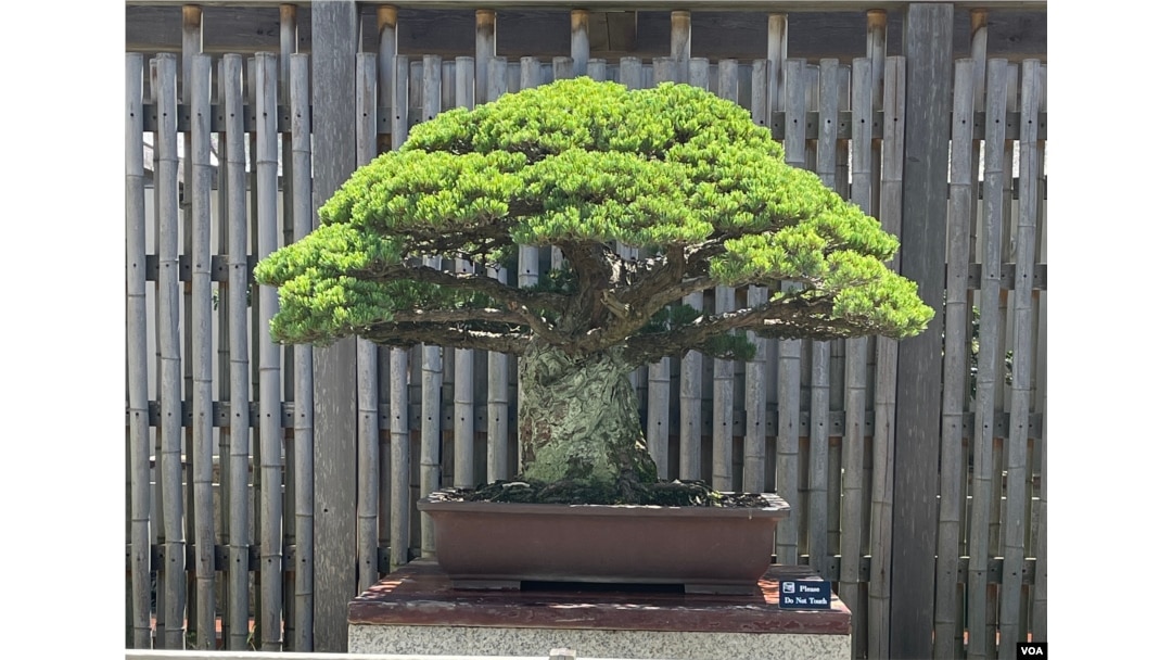 Bonsai tree, nearly 400 years old, survived Hiroshima and is still  flourishing in D.C.