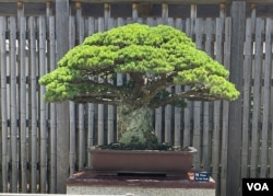 The Yamaki Pine that survived the 1945 U.S. bombing of Hiroshima, Japan, on display at the U.S. National Arboretum, Washington, D.C., June 1, 2023.