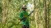 FILE - Joseph Katumba, a caretaker at Kitara Farm, works near Mbarara, Uganda, on March 8, 2024.