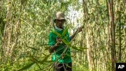 FILE - Joseph Katumba, a caretaker at Kitara Farm, works near Mbarara, Uganda, on March 8, 2024.