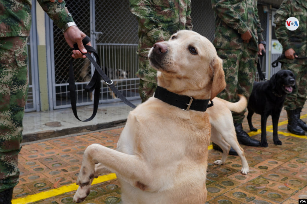 Los cachorros llegan a la unidad canina después de ser seleccionados por un grupo de militares veterinarios. [Foto: Johan Reyes, VOA]. &nbsp;