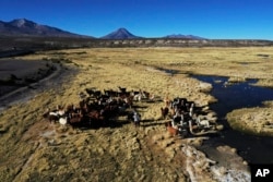 Aymara Indigenous women graze their llamas in Colchane, Chile, on July 31, 2023. Aymara women create wool textiles from the hair of their llamas and alpacas, which they graze on scarce grasslands 11,500 feet above sea level.