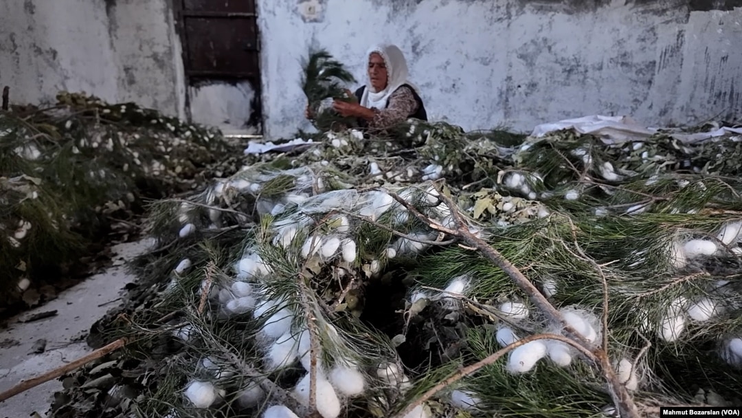 Türkiye’nin önemli ipek böcekçiliği merkezlerinden olan Diyarbakır’da kadınlar üretimin her aşamasında rol alıyor.