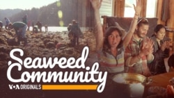 Preview: Seaweed Community (S3, E35)
