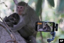 YouTuber Ium Daro, who started filming Angkor monkeys about three months ago, follows a mother and a baby along a dirt path with his iPhone held on a selfie stick near Bayon temple at Angkor Wat temple complex, Cambodia, Apr. 2, 2024.