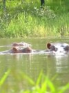Dos hipopótamos ubicados en uno de los lagos en la hacienda Nápoles, ubicada en la localidad de Puerto Triunfo, en el departamento de Antioquia, Colombia. Foto: Johan Reyes, VOA. 