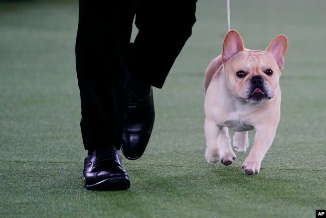 FILE - Winston, a French bulldog, competes at the 146th Westminster Kennel Club Dog Show, June 22, 2022 in Tarrytown, N.Y. (AP Photo/Frank Franklin II)