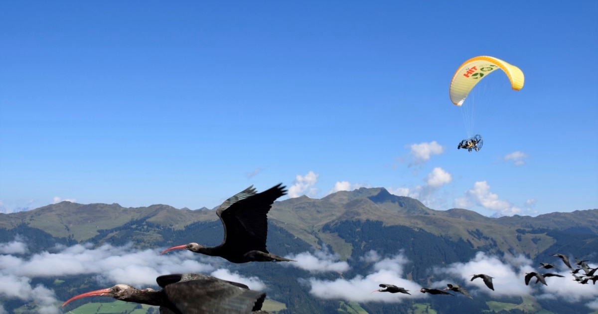 Humans Show Birds How to Fly South for Winter