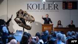 Koller auction house director Cyril Koller stands next to the skull of "Trinity" during the sale of the the Tyrannosaurus rex skeleton by Koller auction house in Zurich, on April 18, 2023.