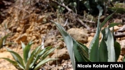 La Asamblea Nacional aprobó Ley para la Protección y Promoción de la Producción del Agave Cocui, del Cocuy y sus derivados artesanales