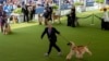 David Giordano runs with Afghan hound Frankie during breed group judging at the 148th Westminster Kennel Club Dog Show, May 13, 2024, at the USTA Billie Jean King National Tennis Center in New York.