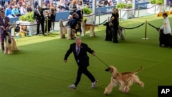David Giordano runs with Afghan hound Frankie during breed group judging at the 148th Westminster Kennel Club Dog Show, May 13, 2024, at the USTA Billie Jean King National Tennis Center in New York.