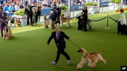 Westminster Kennel Club Dog Show Exhibition