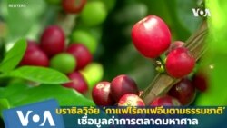 บราซิลวิจัย ‘กาแฟไร้คาเฟอีนตามธรรมชาติ’ เชื่อมูลค่าการตลาดมหาศาล