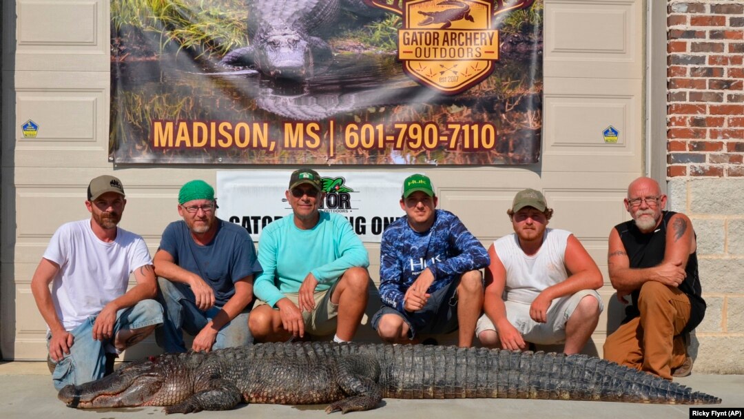 Misisipi: Ulovljen najduži aligator