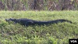 Alligator in Florida