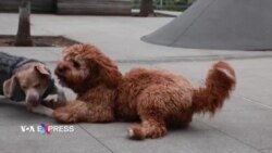 ‘Phố Tàu’ mới nhất của New York: trẻ trung, sành điệu và thân thiện với chó