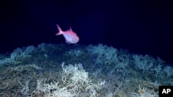 In this image provided by NOAA Ocean Exploration, an alfonsino fish swims on a cold water coral mound in the center of the Blake Plateau off the southeastern coast of the U.S., in June 2019.(NOAA Ocean Exploration via AP)