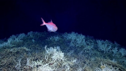 Scientists Map Largest Deep-Sea Coral Reef off US Atlantic Coast