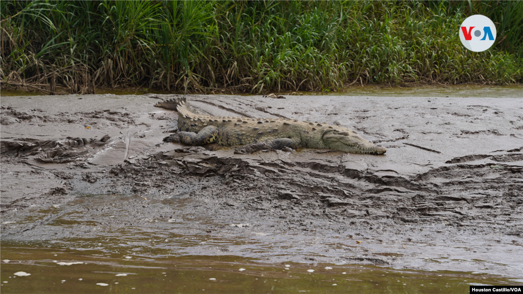 En el Río Tárcoles se aprecian cocodrilos que llegan a medir hasta 5 metros de largo.