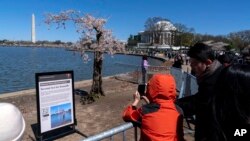 With the Washington Monument and Jefferson Memorial in the background, visitors take photographs of Stumpy, the popular cherry tree at the Tidal Basin as cherry trees enter peak bloom this week in Washington, March 24, 2024. 