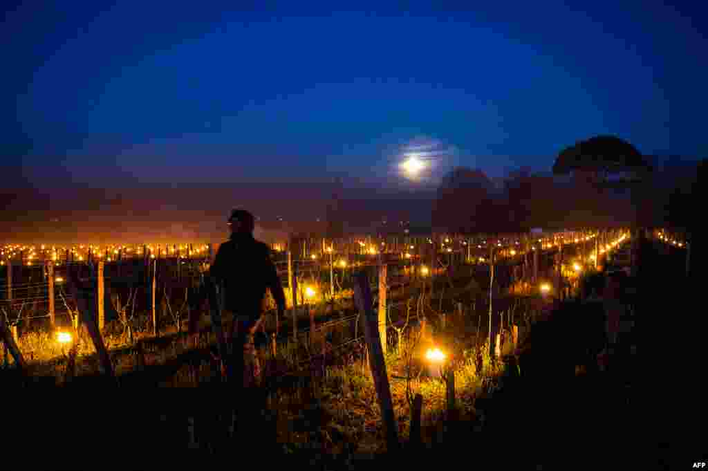 Винар поминува покрај свеќи наредени во лозјата каде температурата се спуштила под нула целзиусови степени во Сен Емилион, југозападна Франција.
