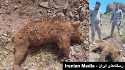 یک قلاده خرس قهوه‌ای که بر اثر برخورد با چند خودرو عبوری در جاده نیمه‌کاره قزوین - تنکابن کشته شد.

