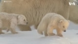 Мали поларни мечиња првпат видоа снег