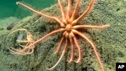 A Brisingid sea star is seen in this photo provided by NOAA Ocean Exploration, taken from the Okeanos Explorer off the coast of Alaska on July 19, 2023, while exploring the mounds and craters of the sea floor along the Aleutian Islands.