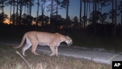 FILE - This 2017 photo from a US Fish and Wildlife Service motion-activated camera shows a Florida panther at Florida Panther National Wildlife Refuge.