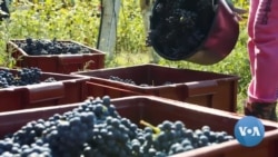 US Entrepreneur Tries to Save Ukrainian Wine