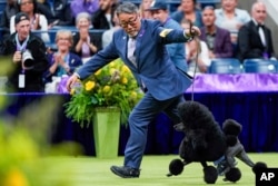 Sage, a miniature poodle, competes with handler Kaz Hosaka in the best in show competition during the 148th Westminster Kennel Club Dog show, Tuesday, May 14, 2024, at the USTA Billie Jean King National Tennis Center in New York. (AP Photo/Julia Nikhinson)