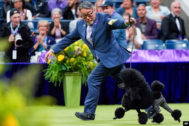 Sage, a miniature poodle, competes with handler Kaz Hosaka in the best in show competition during the 148th Westminster Kennel Club Dog show, Tuesday, May 14, 2024, at the USTA Billie Jean King National Tennis Center in New York. (AP Photo/Julia Nikhinson)