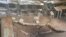 Children were injured when the floor of their classroom collapsed into a manmade gold mining pit dug by illegal gold panners