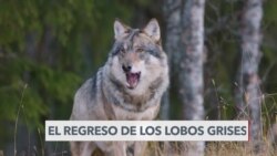 Los lobos grises han vuelto a California