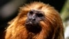 Brazil's Endangered Golden Monkeys Recover Following Big Population Drop From Yellow Fever