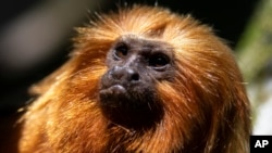 FILE - A golden lion tamarin sits in a tree in the Atlantic Forest region of Silva Jardim, Rio de Janeiro state, Brazil, July 8, 2022. There are now more tamarins in the rainforest than any other time since conservation efforts started in the 1970s.