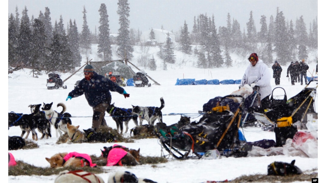 English-born musher leads Iditarod, world's most famous sled dog race, Iditarod