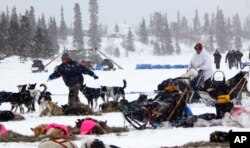 FILE - Martin Buser pulls his team into the Rainy Pass, Alaska, checkpoint of the Iditarod Trail Sled Dog Race, March 9, 2009.
